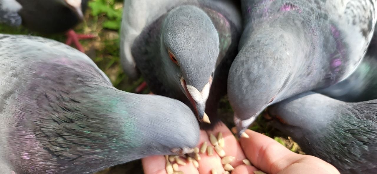Główne zdjęcie Pigeon Cafe