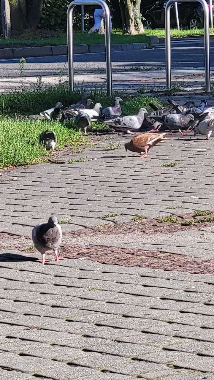 Gołąb 1