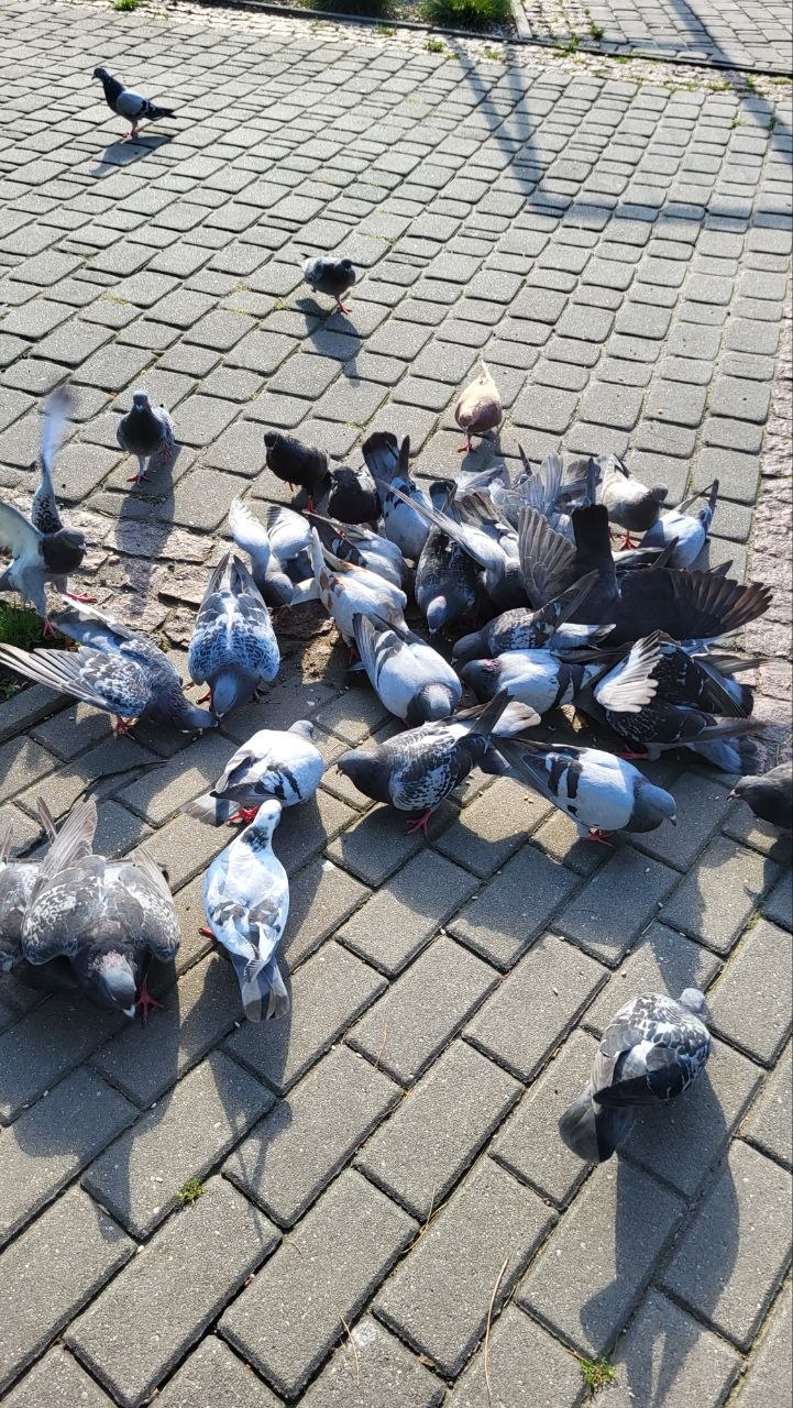 Gołąb 2