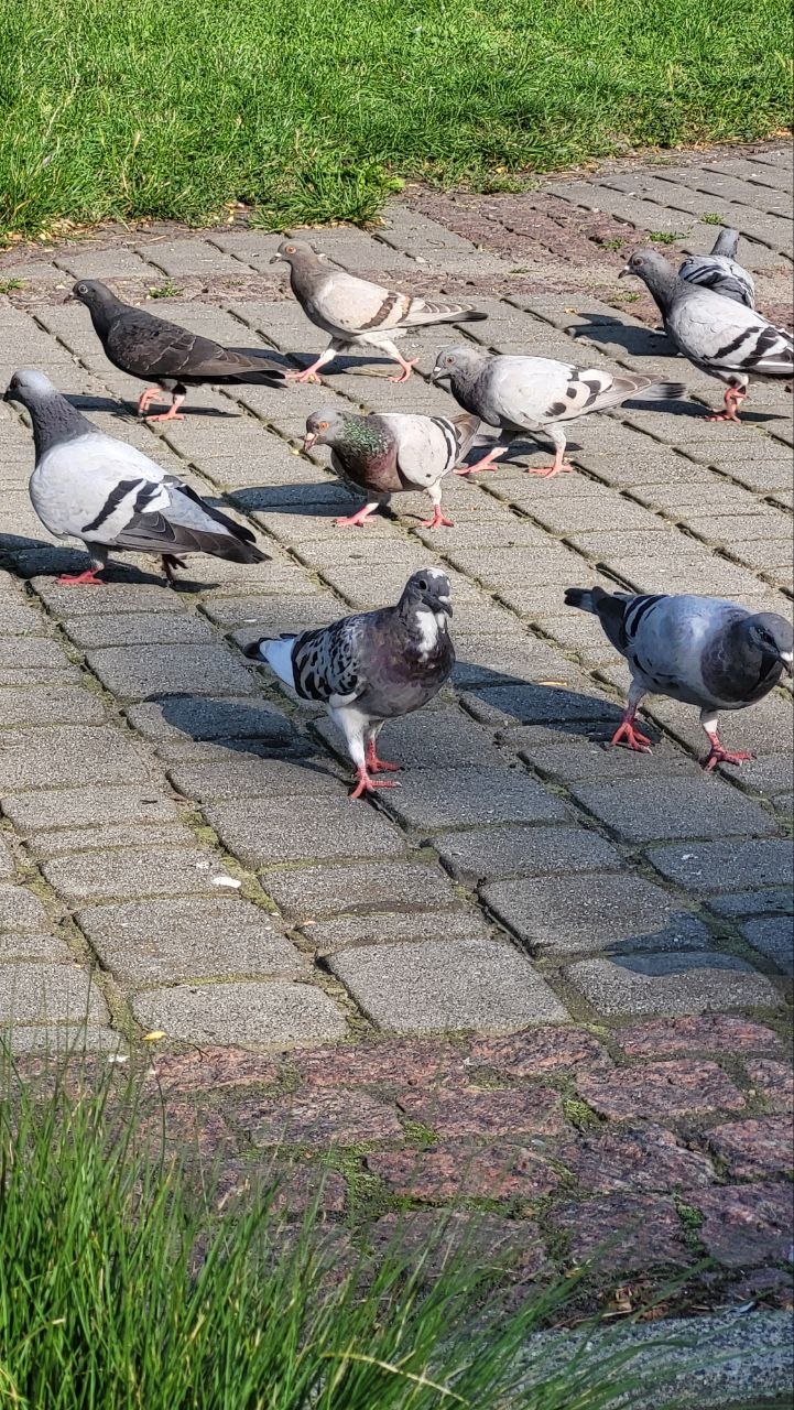 Gołąb 4