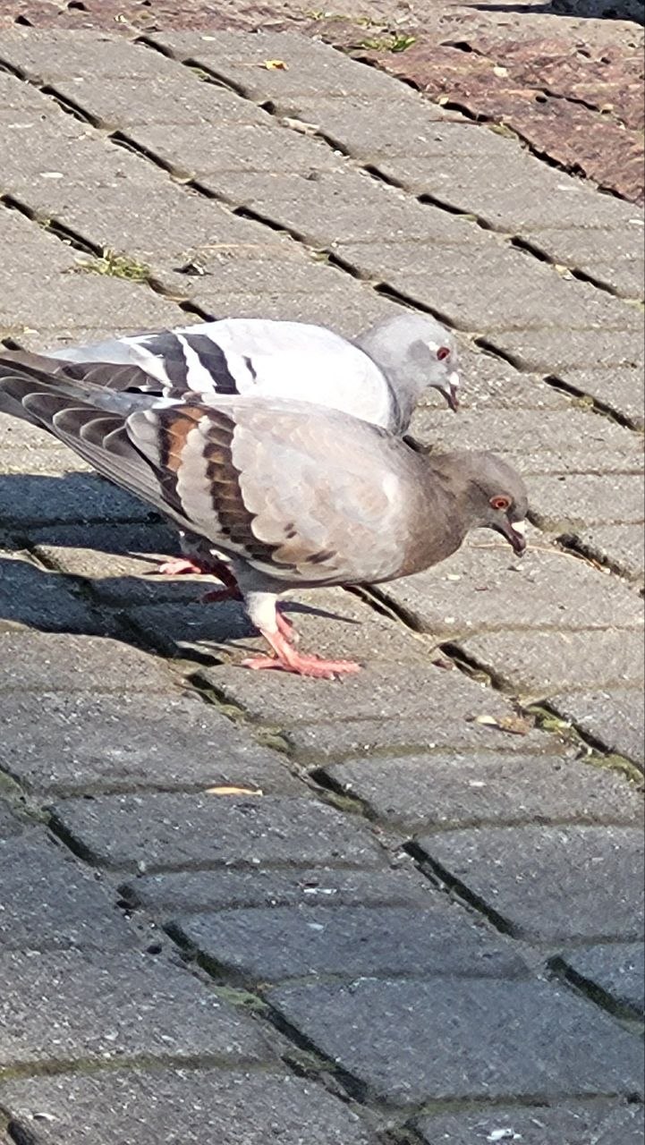 Gołąb 5